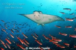 Eagle Ray flying on the reef by Alejandro Topete 